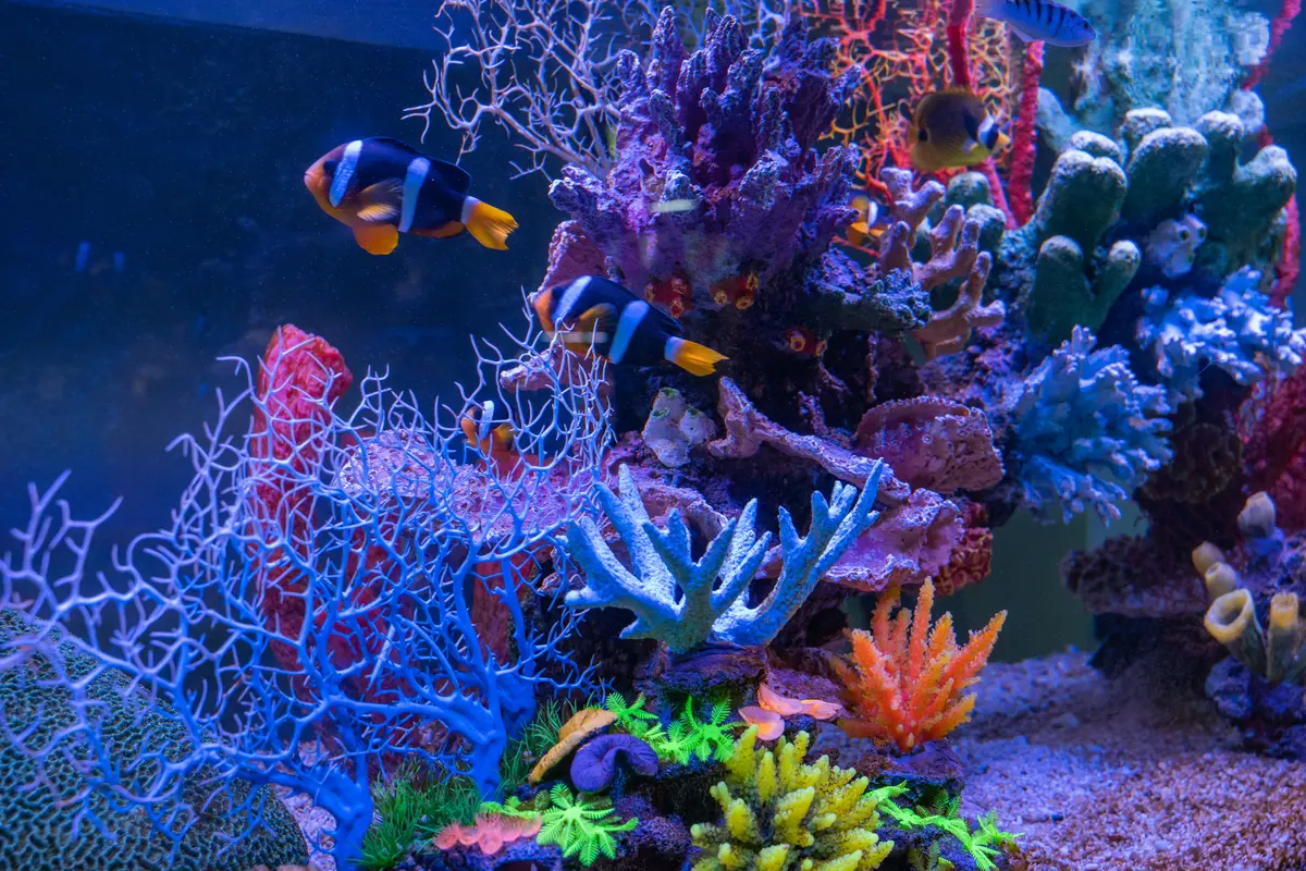 Bleached coral reef