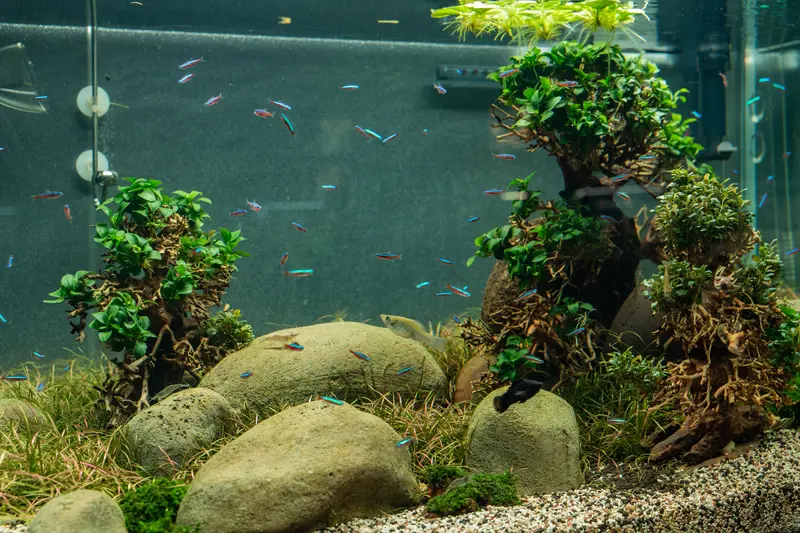 Amazonia Echoes aquascape