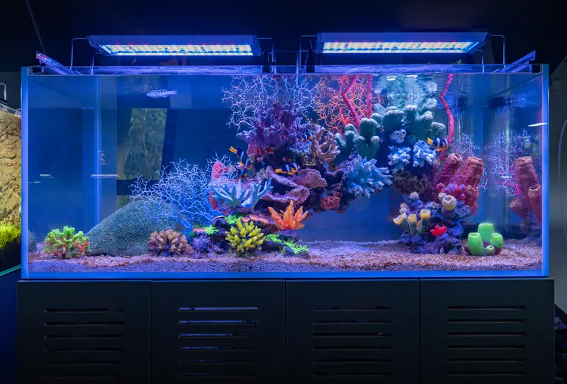 Coral Crown aquascape