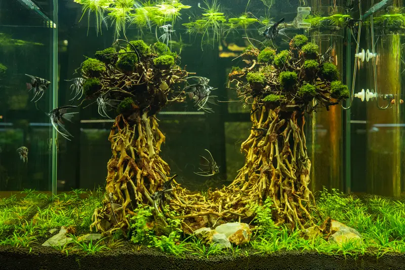 Verdant Canopy aquascape