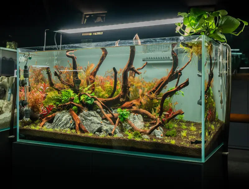 Zenith Garden aquascape