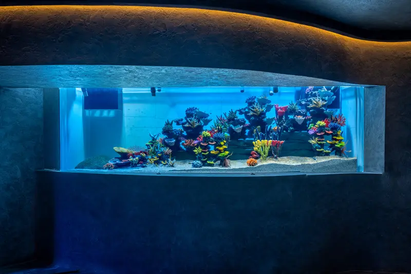 Bright coral formations in the Coral Kingdom reef display