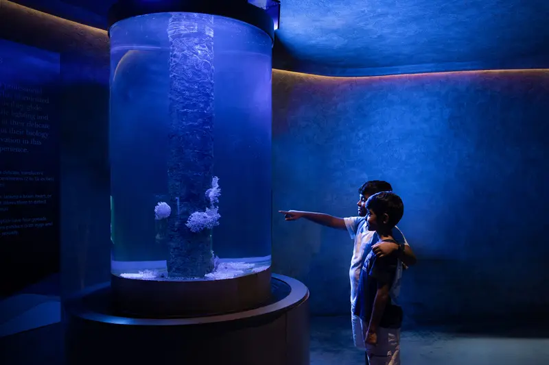 Blue-lit Jellyfish Gallery with a cylindrical viewing tank