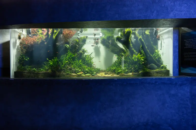 Mangrove Habitat display with submerged roots and aquatic plants