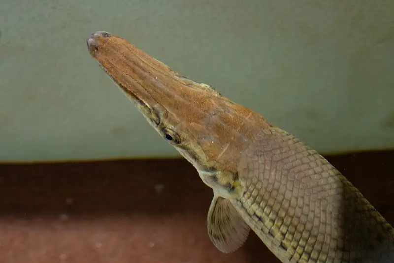 Close view of a large armour-plated fish in the Monster Tank Zone